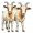 two goats5